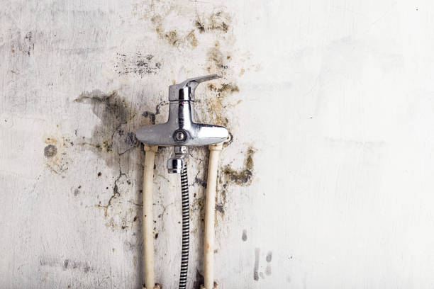 Best Kitchen Mold Remediation in Benton Harbor, MI