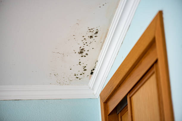 Best Commercial Mold Remediation in Benton Harbor, MI