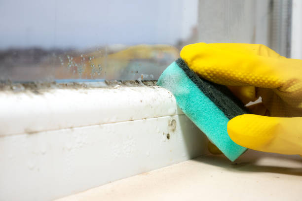Best Health and Safety Mold Remediation in Benton Harbor, MI