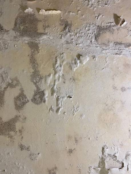 Best DIY Mold Remediation Support Services in Benton Harbor, MI