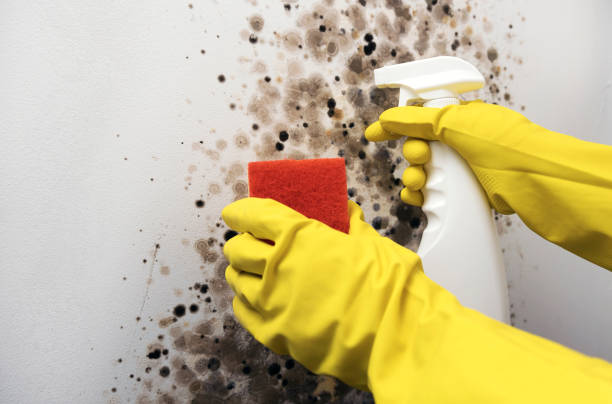 Best Post-Flood Mold Remediation in Benton Harbor, MI