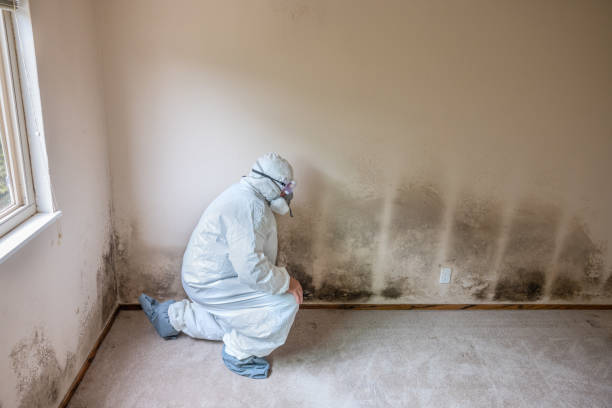 Best Bathroom Mold Remediation in Benton Harbor, MI