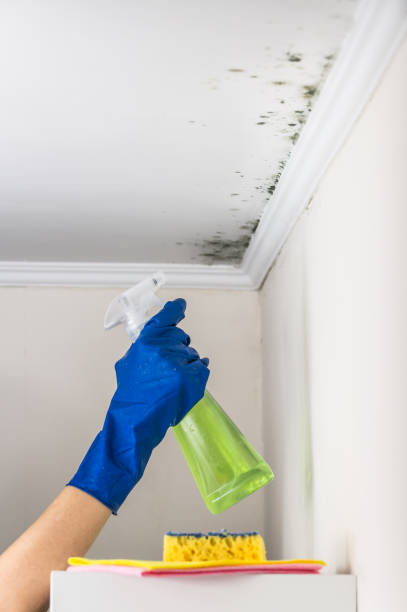 Best Post-Flood Mold Remediation in Benton Harbor, MI